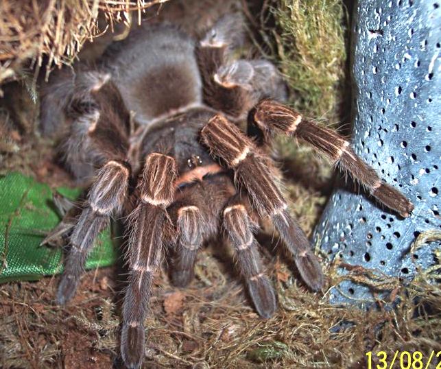 Beginner’s Guide To The Bolivian Black Velvet Tarantula