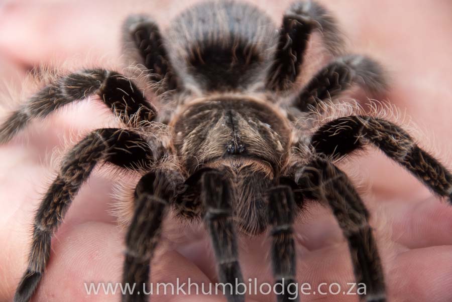 Beginner's Guide To The Curly Hair Tarantula