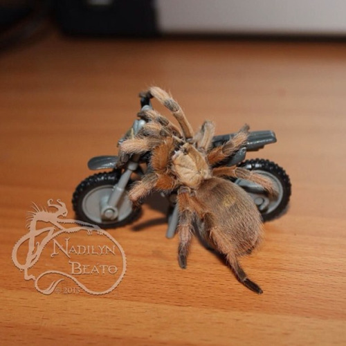 these hilarious tarantulas prove that spiders arent scary