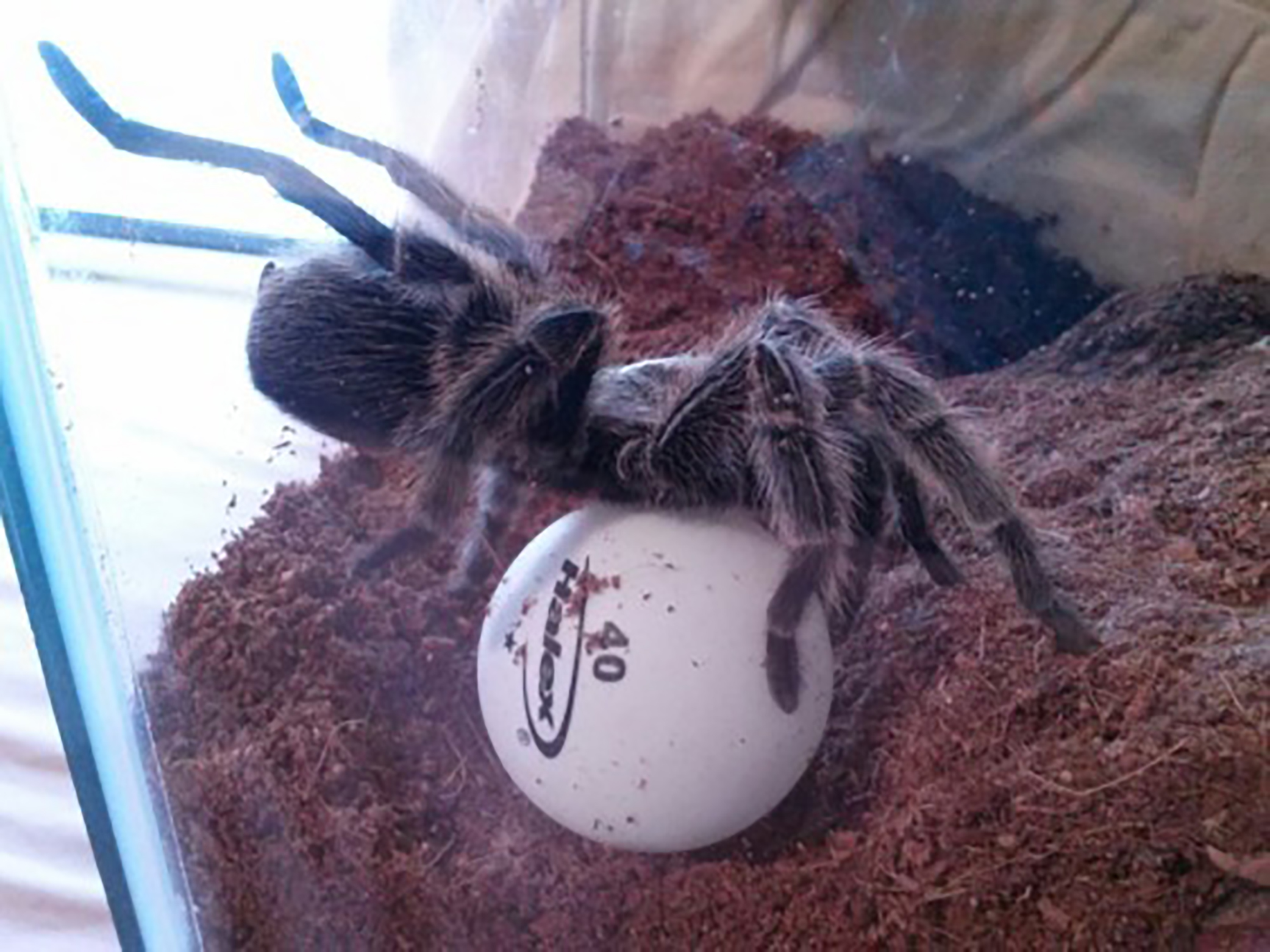 Tarantula Enrichment: How To Make Amazing Tarantula Enclosures (VIDEO)