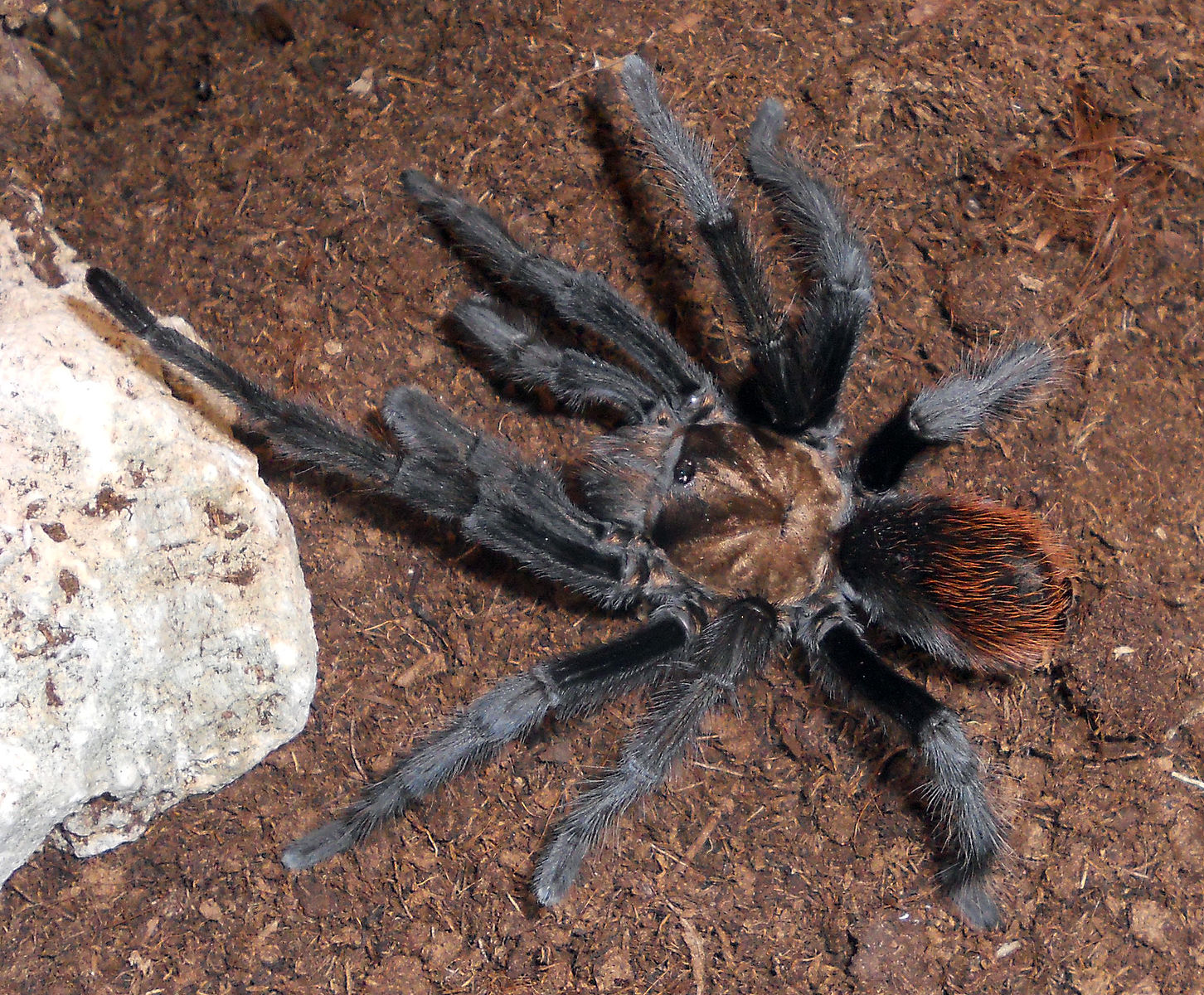 Beginner's Guide To The Arizona Blonde (Aphonopelma Chalcodes) Tarantula