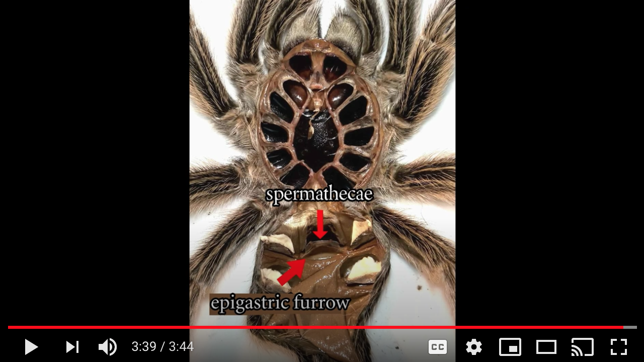 How To Tell If Your Tarantula Is A Male Or Female