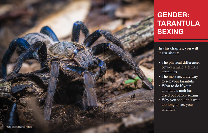 The Ultimate Guide To Tarantulas