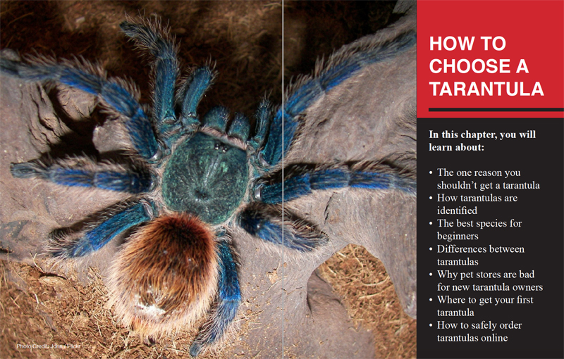 The Ultimate Guide To Tarantulas