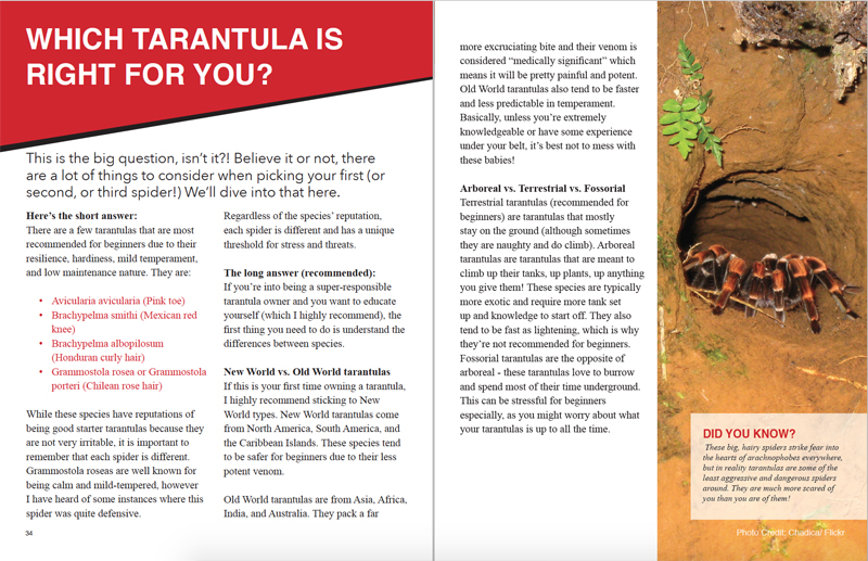 The Ultimate Guide To Tarantulas